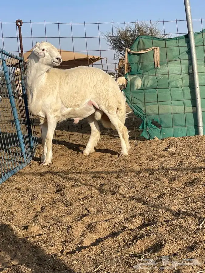 مشروع فحل حري كفو تم البيع 0
