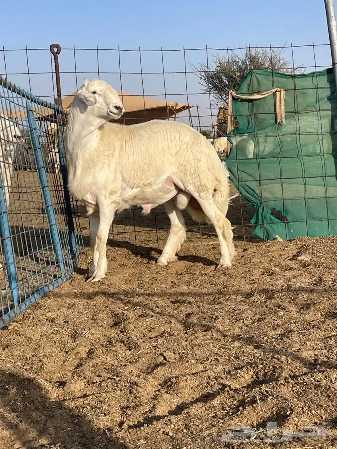 مشروع فحل حري كفو تم البيع 3