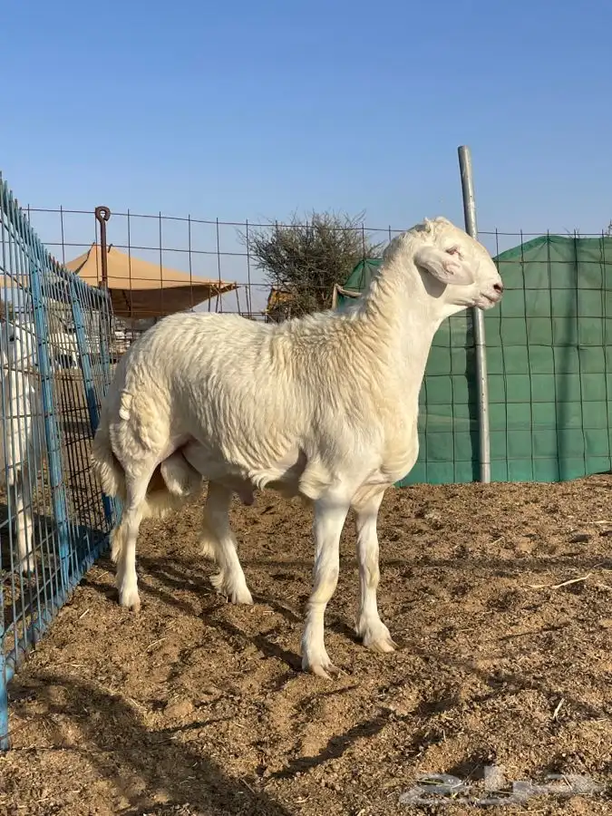 مشروع فحل حري كفو تم البيع 8