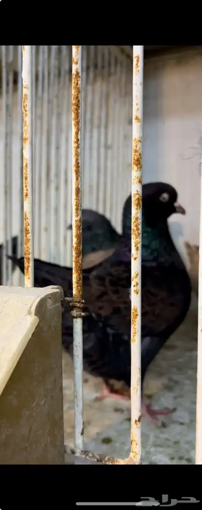 حمام كنق و مودينا 21
