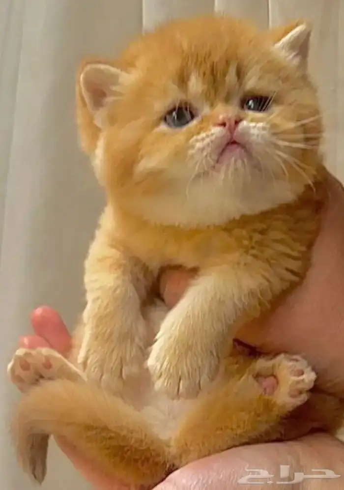 عرض الاجازه للتزاوج بسعر200 قط برتش يوجد كتن للبيع 10