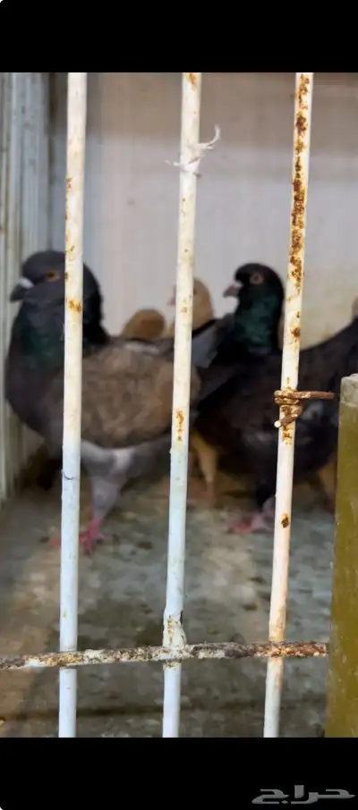حمام كنق و مودينا 22