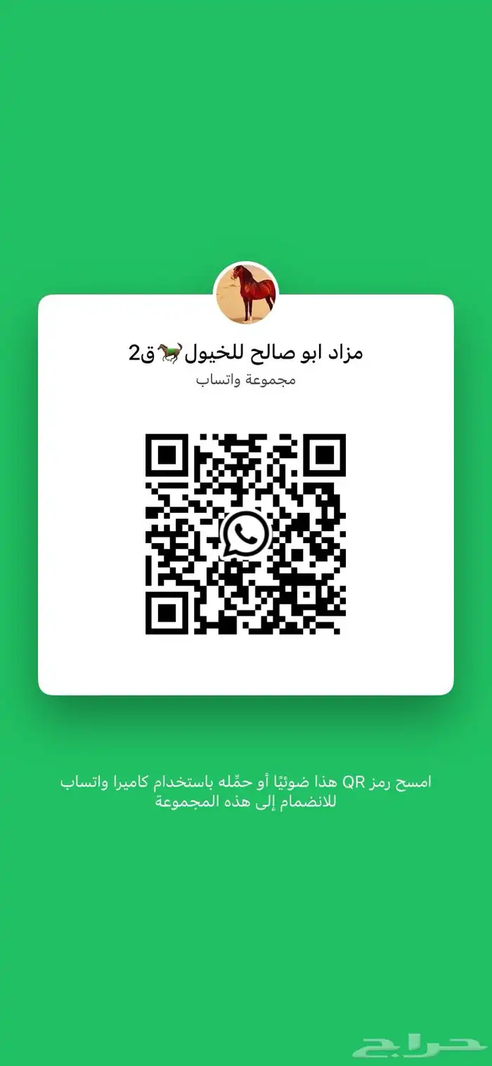 حصان مصري بيور ماشاءالله عليه 3