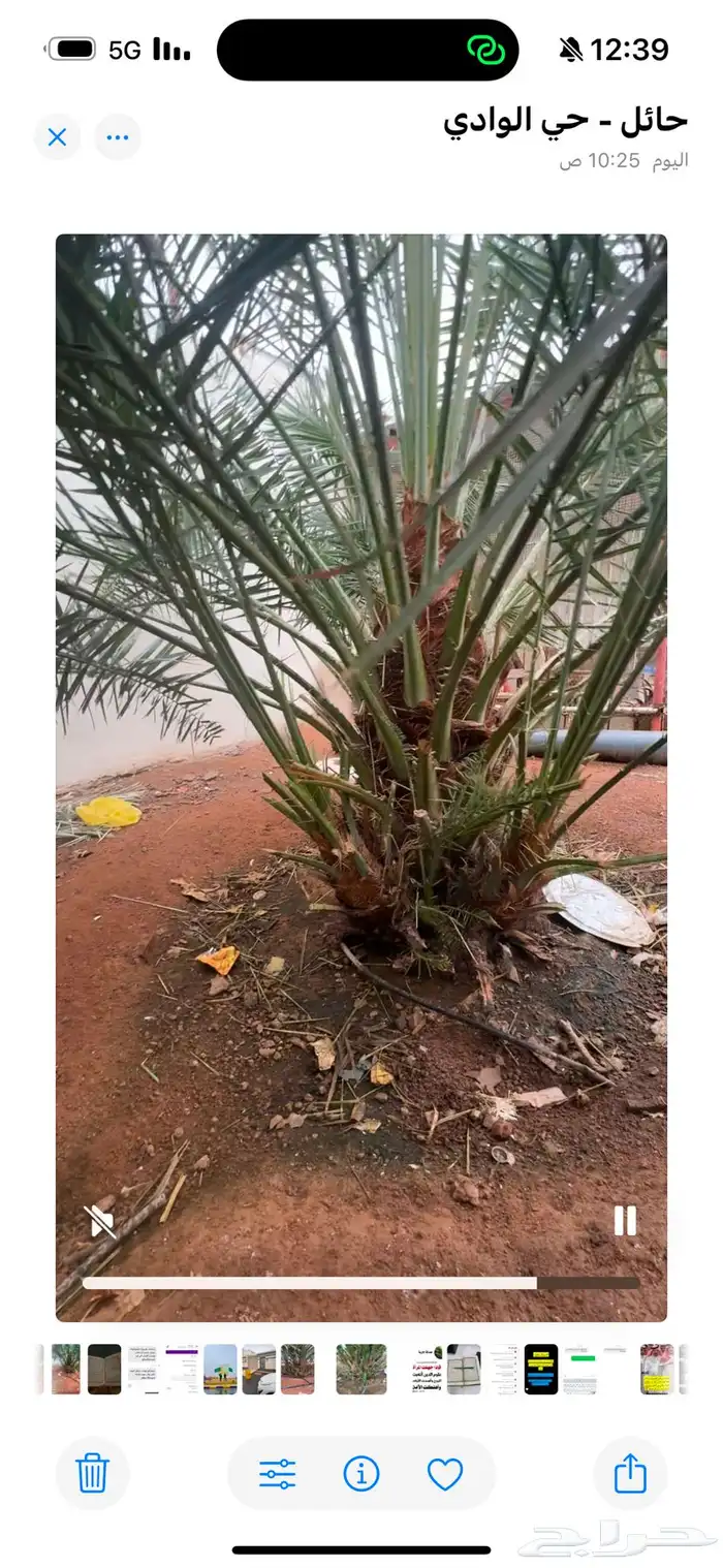 يوجد جثيث سكري حجم صغير لوجه الله 1