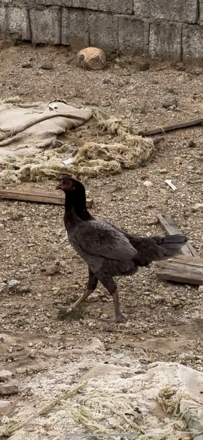 دجاج سندي 0