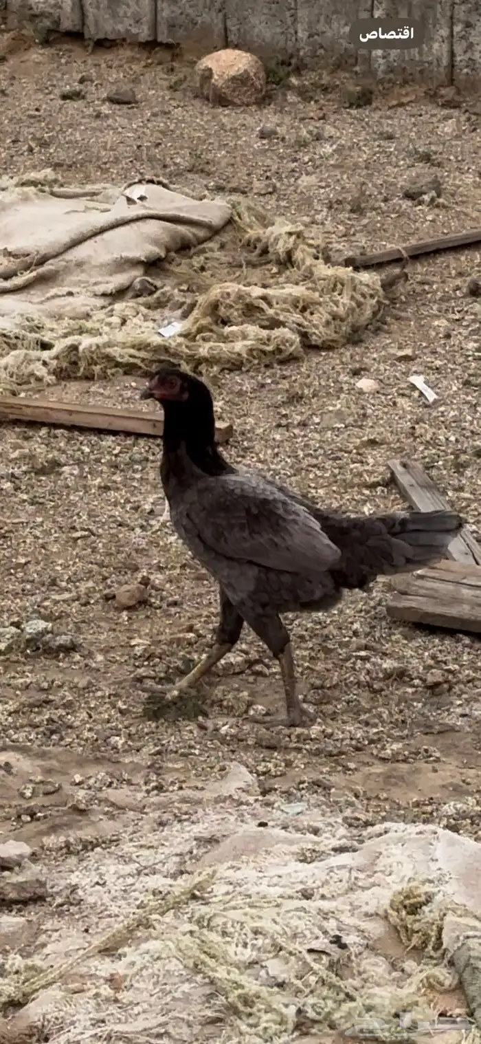 دجاج سندي 1