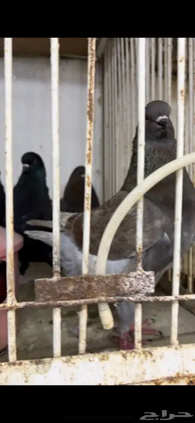 حمام كنق و مودينا 7