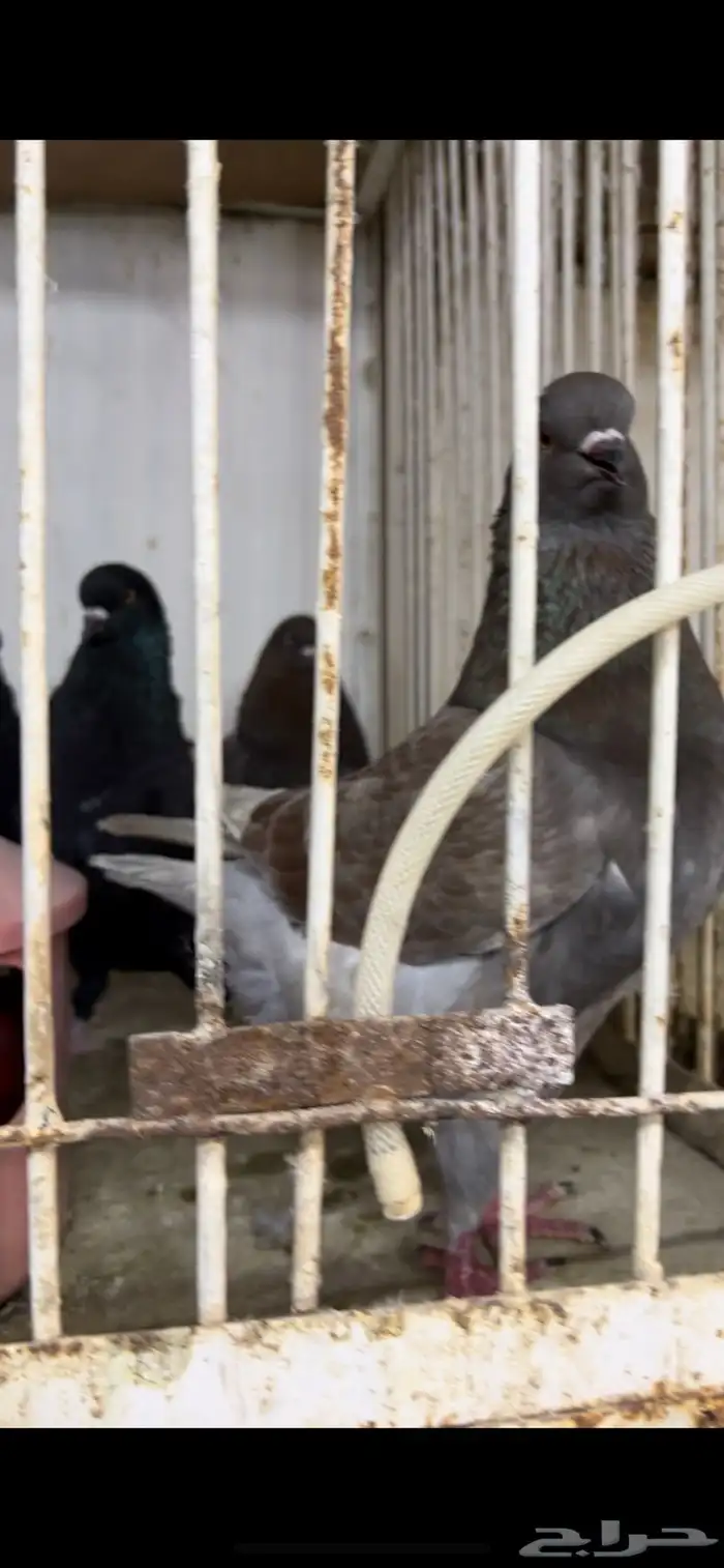 حمام كنق و مودينا 7