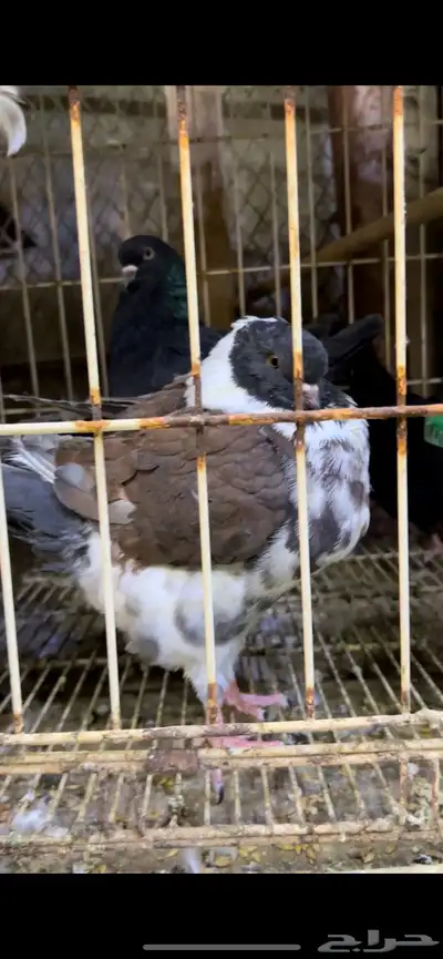 حمام كنق و مودينا 9