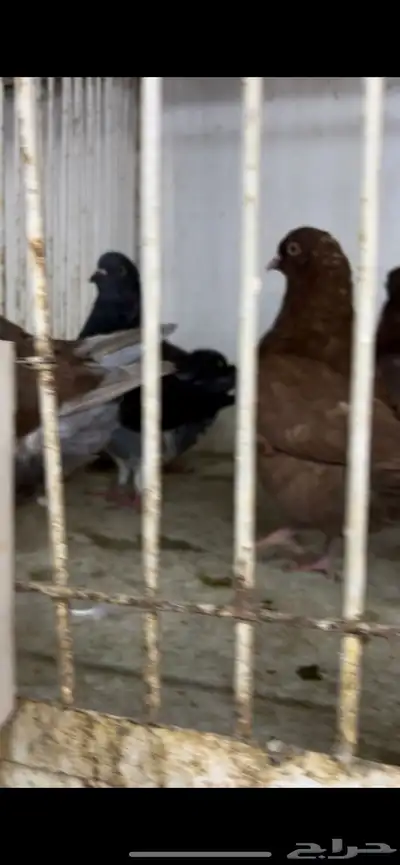 حمام كنق و مودينا 6