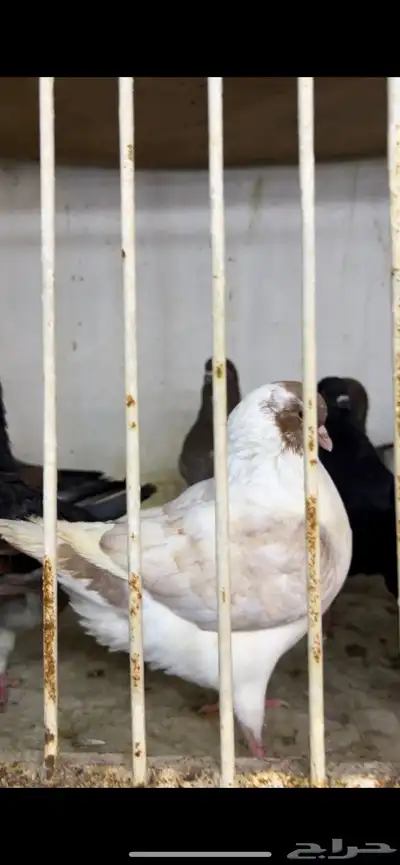 حمام كنق و مودينا 8