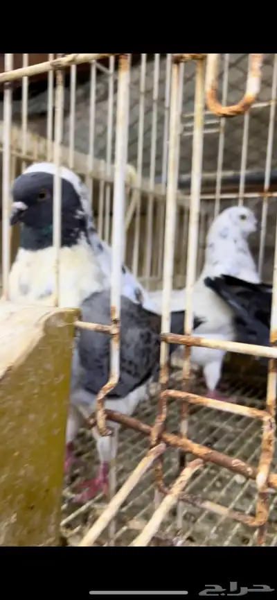 حمام كنق و مودينا 14