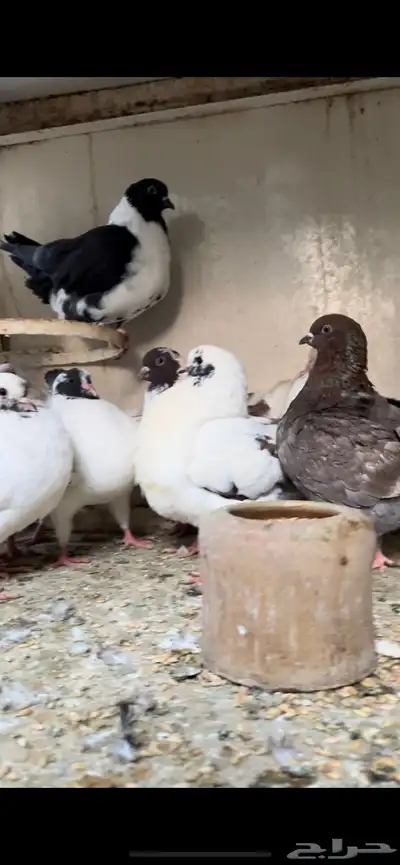 حمام كنق و مودينا 5