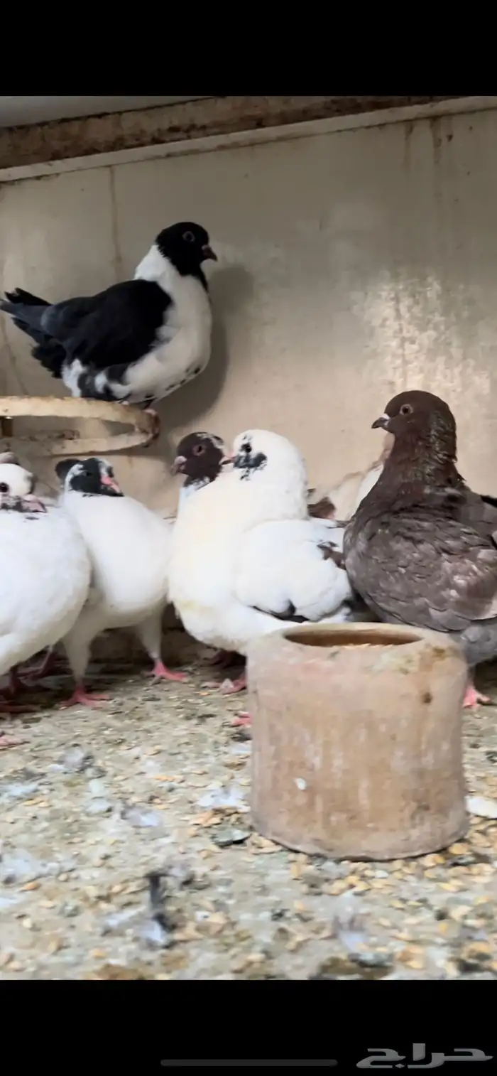 حمام كنق و مودينا 5