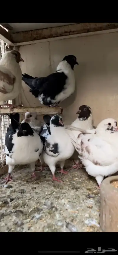 حمام كنق و مودينا 4