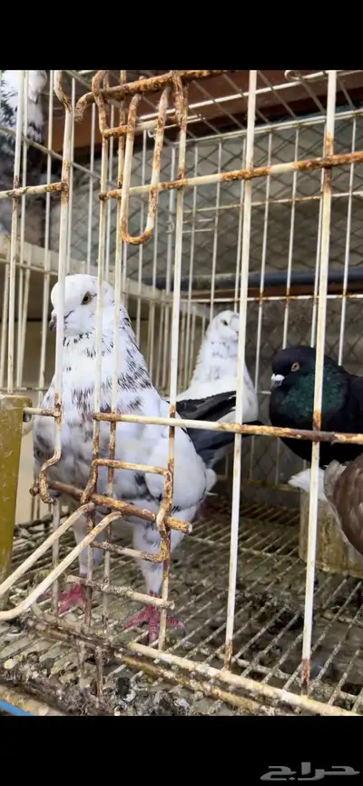 حمام كنق و مودينا 11