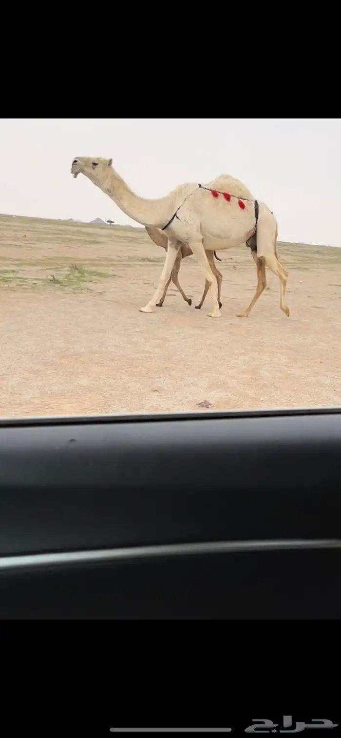 للبيع الخلفه الكفو 0
