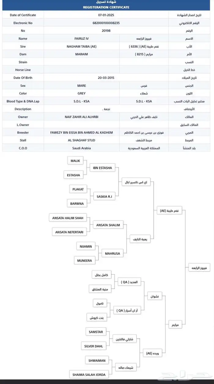 فرس واهو فاخره ولقاح 6 اشهر 4
