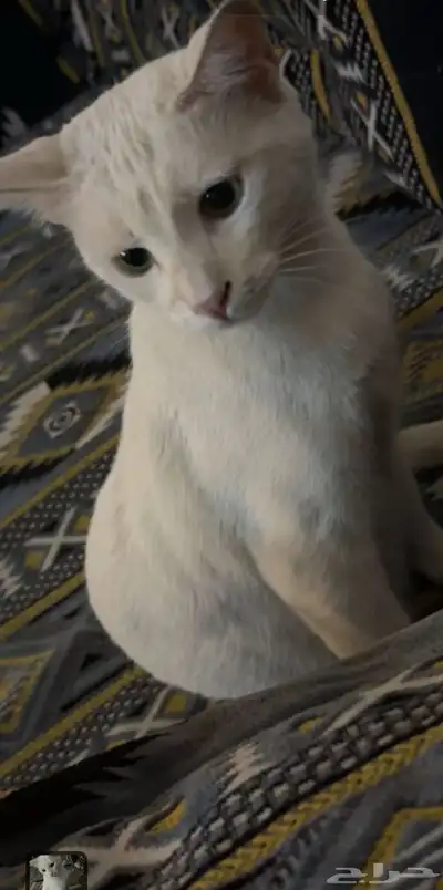 قط للتبني 0