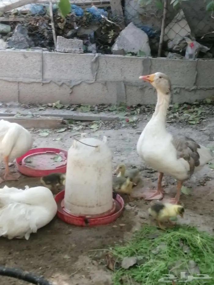 وز مفتل سيباستبول 8