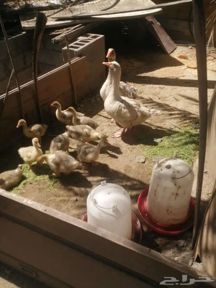 وز مفتل سيباستبول 5