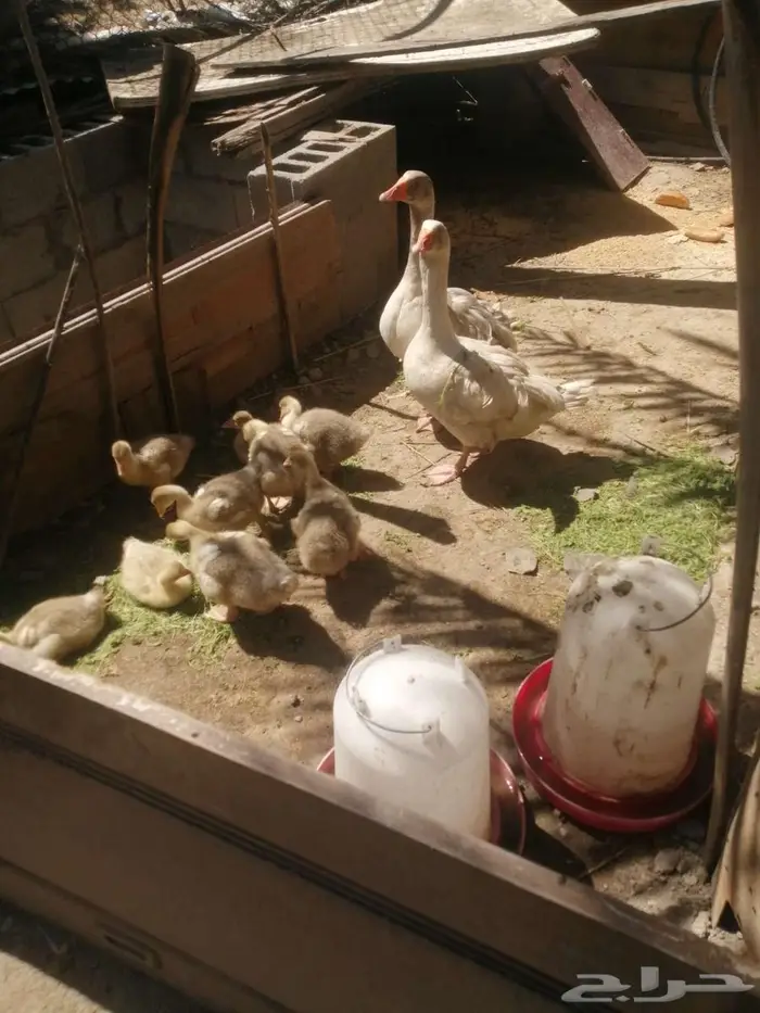 وز مفتل سيباستبول 4