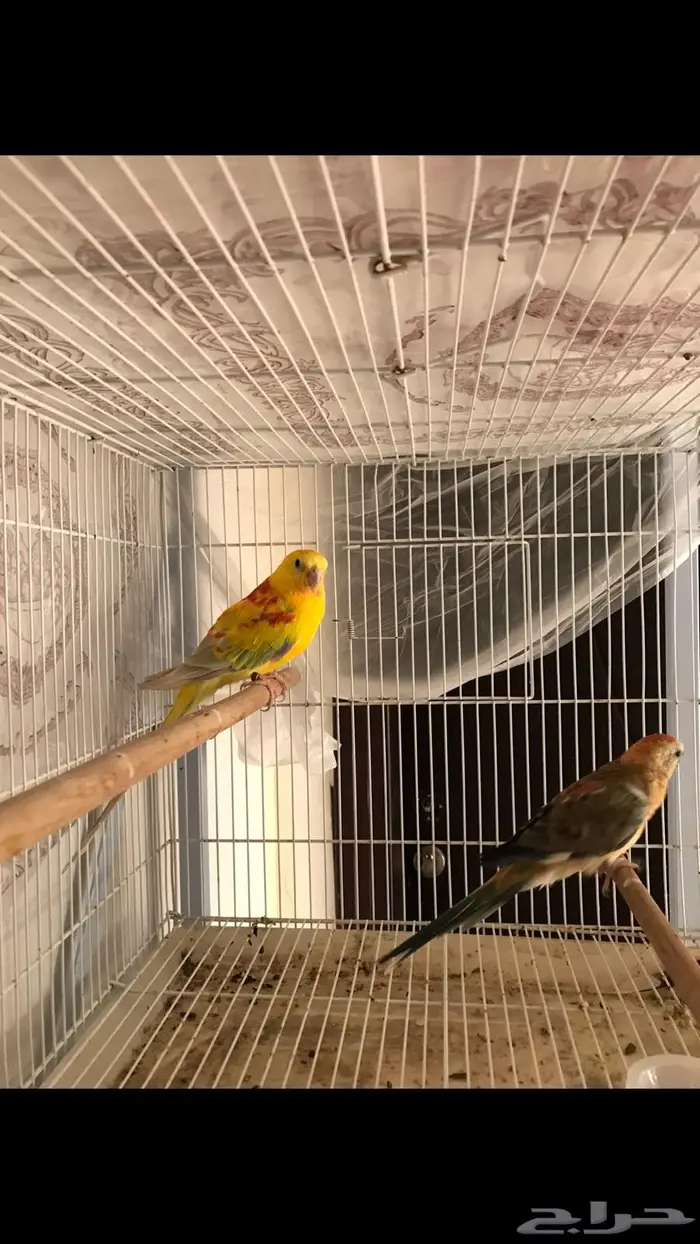 طائر البراكيت 0