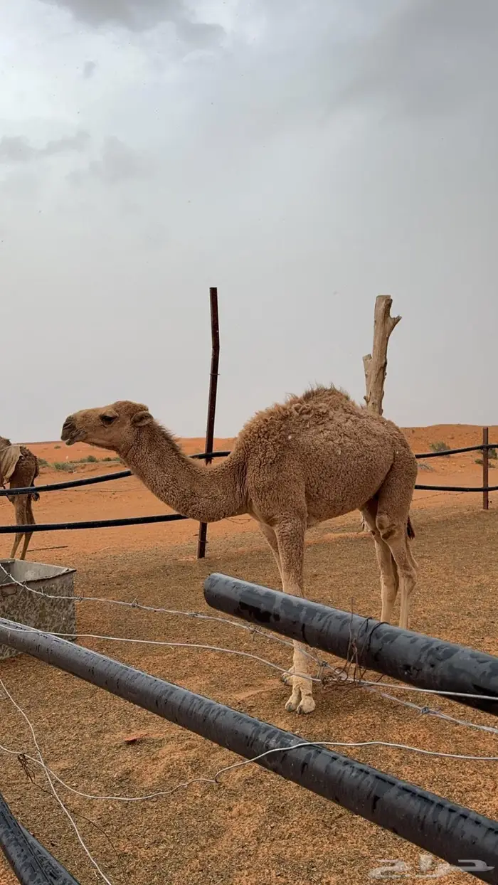 قعود باتلي 1