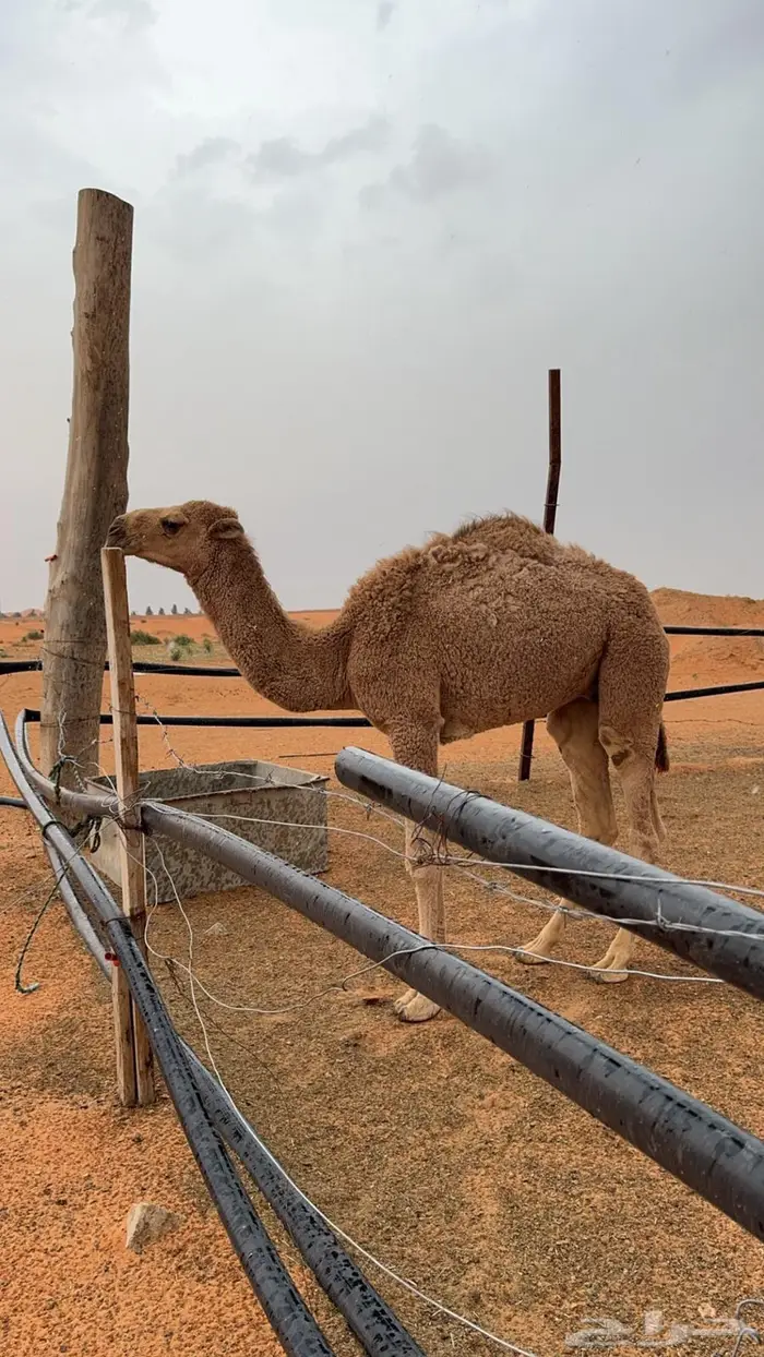 قعود باتلي 0