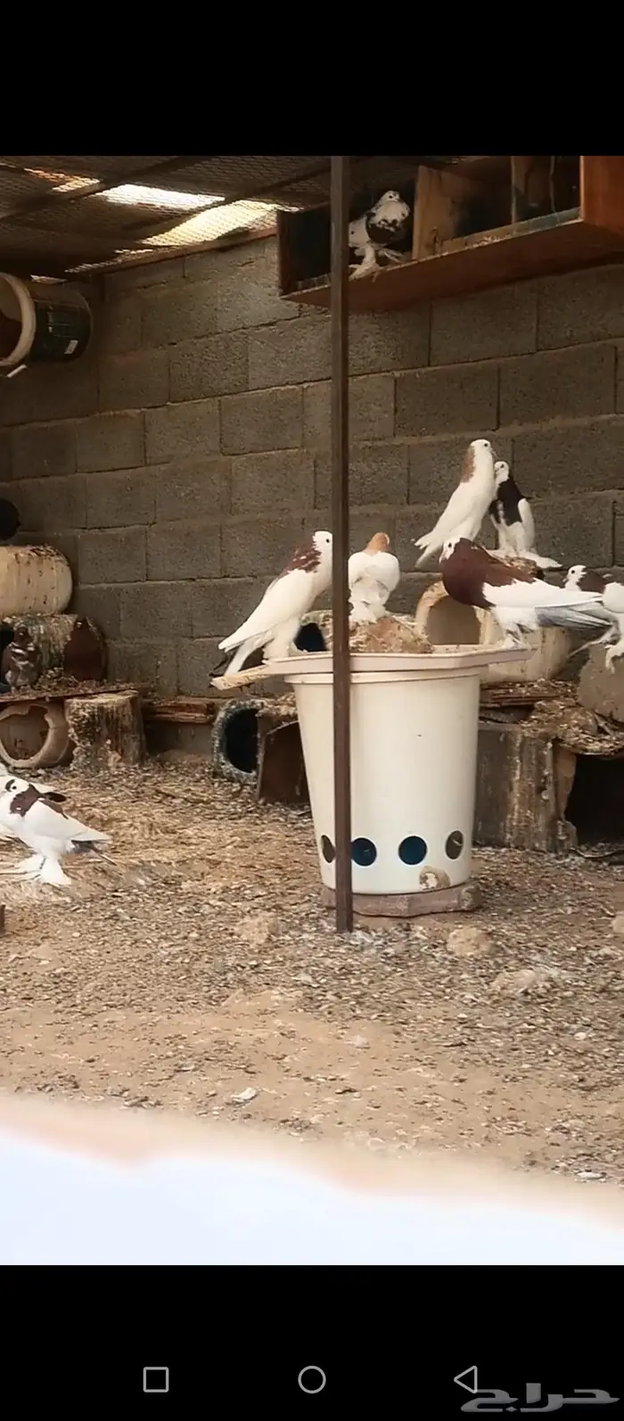 نفاخ 0