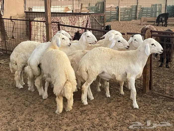 ذبايح حري ونجد ثلاجه او ضيوف 3
