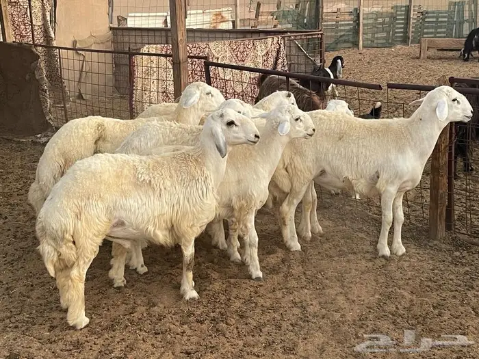 ذبايح حري ونجد ثلاجه او ضيوف 0