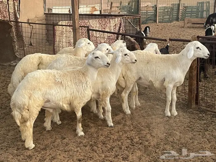 ذبايح حري ونجد ثلاجه او ضيوف 5