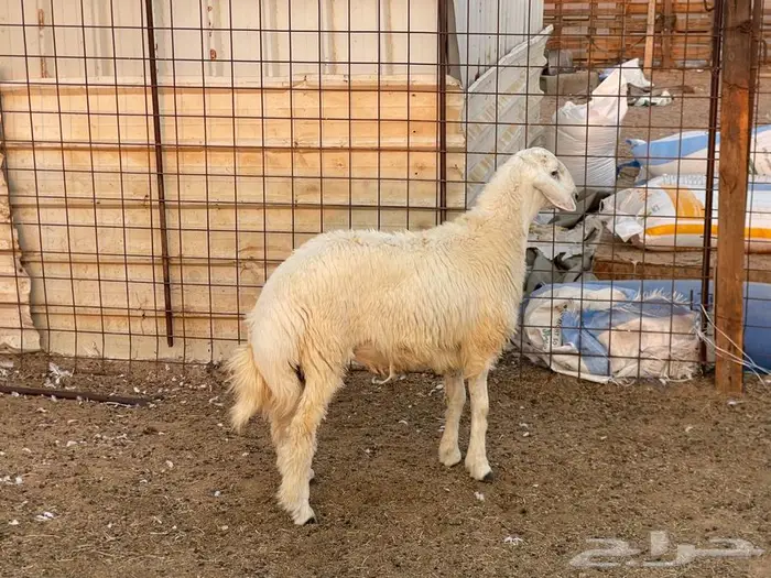 ذبايح حري ونجد ثلاجه او ضيوف 7