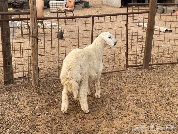 ذبايح حري ونجد ثلاجه او ضيوف 12