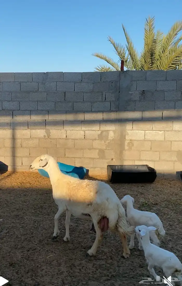 رغوث حرية متاومة تم البيع 0