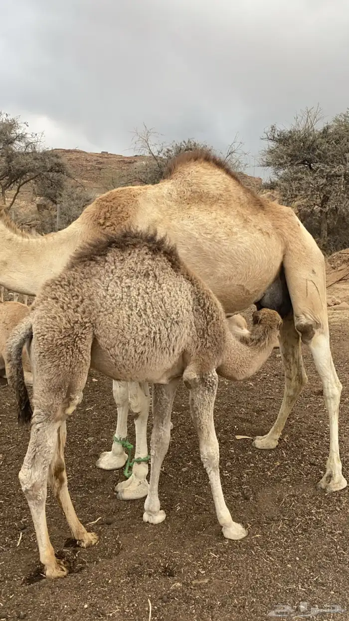 لباني على حليب امه 0