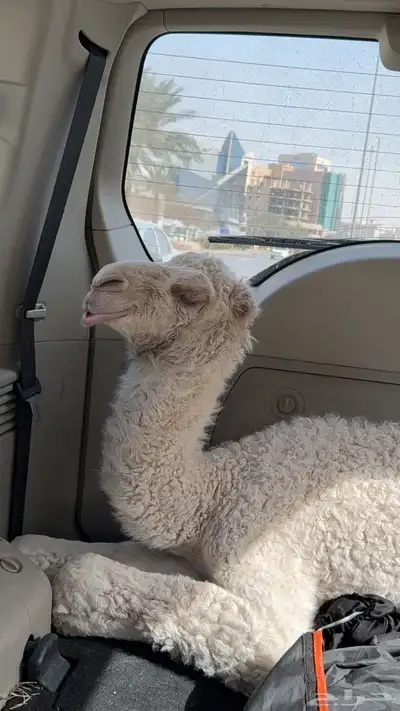حوار كفو 0