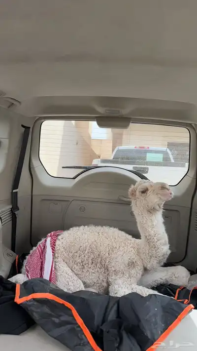 حوار كفو 1