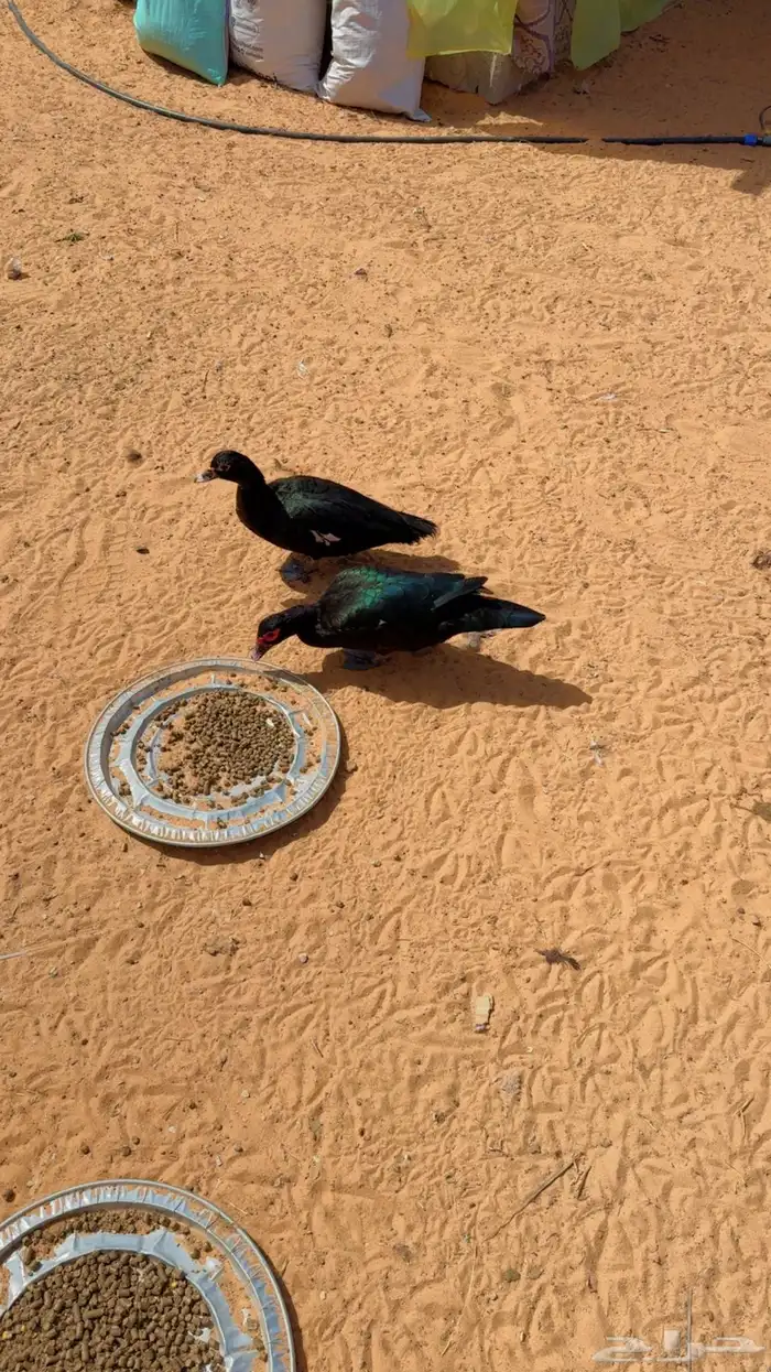 بح بط مصري مسوكف تم البيع 5