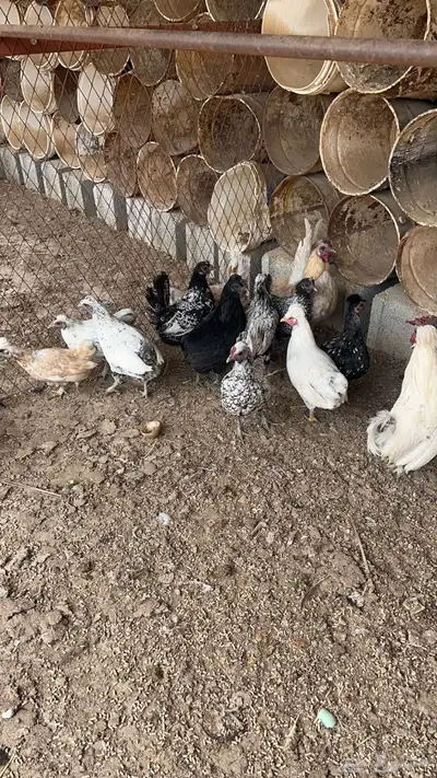 دجاج بياض 1