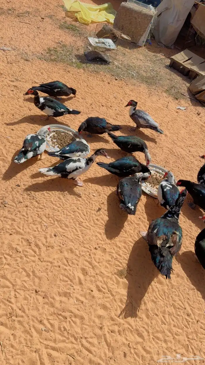 بح بط مصري مسوكف تم البيع 2