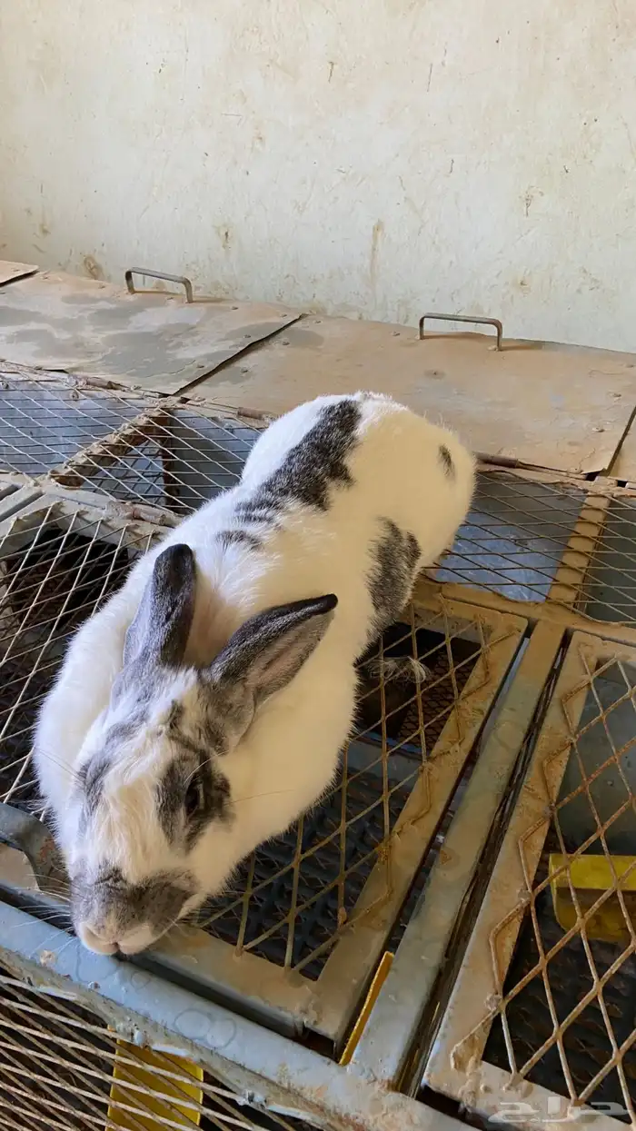 انثى ارانب بابيون (تم البيع) 1