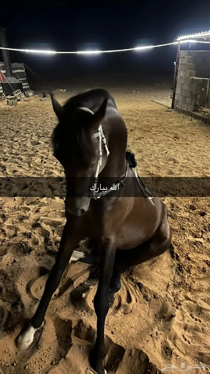 خيل شعبي طابع حار علا الشرط 1