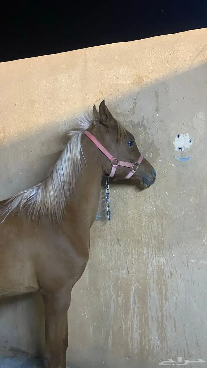 فحص خيل ماقبل الشراء 1