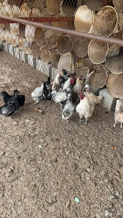 دجاج بياض 0