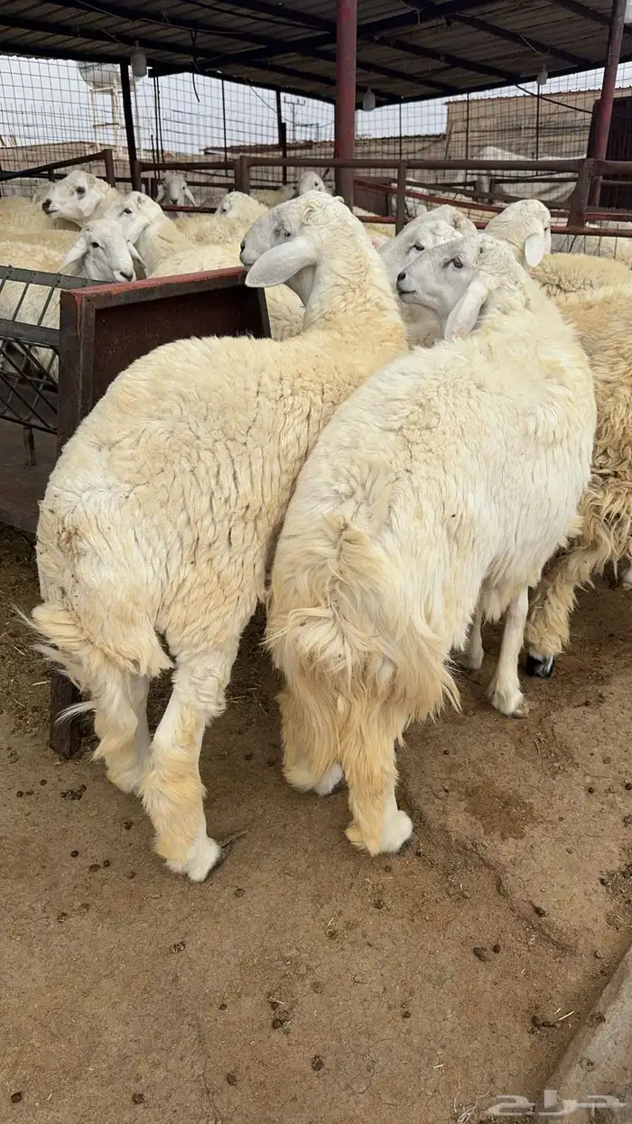 ذبائح رمضان 5