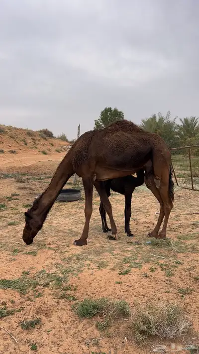 خلفه تحتها بكره هديه تم البيع 0