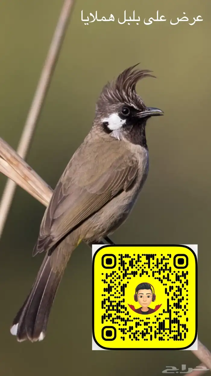 حمام الرقاص او الهزاز 5