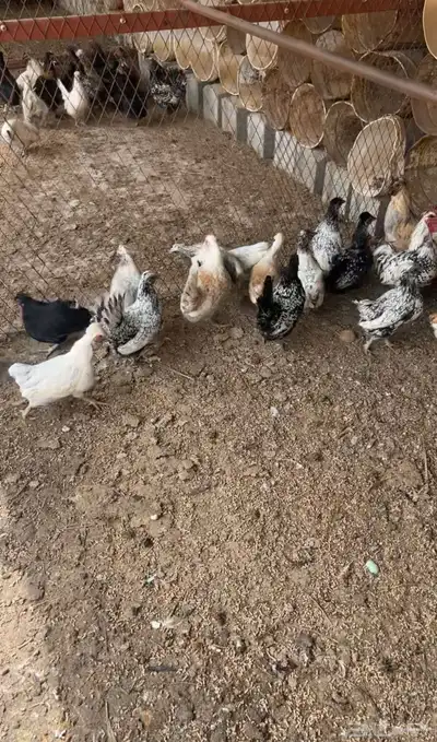دجاج بياض 3